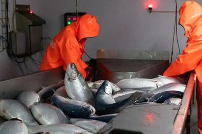 俄乌冲突波及全球海鲜业,养殖水产品会否迎来涨价潮?