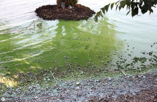 水产养殖离不开藻类,而氮磷对蓝藻生长的影响你相识吗