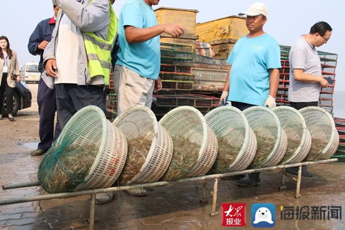 渤海水产养殖基地推行生态养殖新模式 让盐田虾更鲜更活更美味